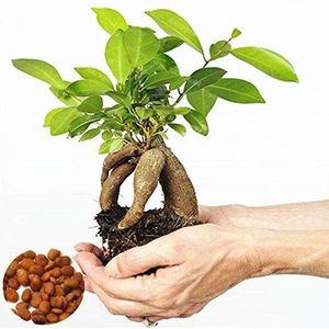 Portal Cool Banyan Exotic tree seed Semi di albero perenne Bonsai Ficus Microcarpa 20Pc Seed