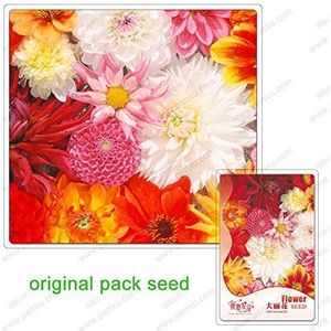 Seeds 35 seeds/package, dahlia seeds, multicolor tianzhu peony, mixed semi -colored Dahlia pinnata for, flowers in pots: Only seeds