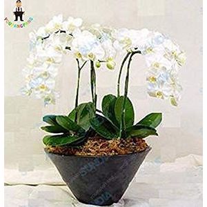 Seeds 50pcs 20 types of orchid seeds perennial plants in ornamental pots Banasai seeds for balcony and garden of the Domestic Garden of Diy Blue Sky: Only seeds