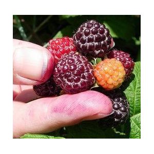 Jewel Black Raspberry Fruit Bush Seed (30+ Semi per confezione)