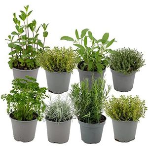 ZynesFlora Italiaanse Kruidenmix - 8 Stuks - Ø 12 cm - Hoogte: 12-15 cm - Tuinkruiden Rozemarijn Thym Lavendel Bonenkruid Salie Oregano Kruidentuin