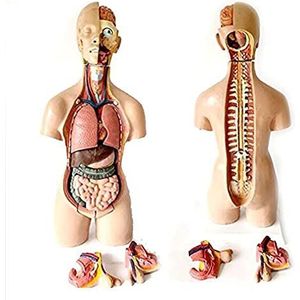 Human Torso Body Model Demontage 19 Delen Anatomie Medische Interne Organen 55 Cm Aseksueel Menselijk Torso -Anatomisch Model