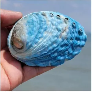 Koop 500 gram decoratieve zeeslakken en schelpen