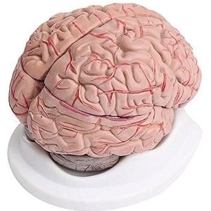 8-delig menselijk brein met slagaders anatomie model