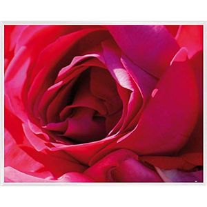 1art1 Rozen Kunstdruk Reproductie en Kunststof lijst - A Rose Is A Rose (50 x 40cm)