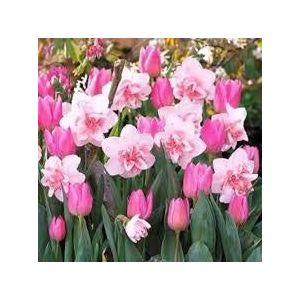 Ponak Verse 100st dubbele bloemblaadjes roze narcissen ZADEN voor het planten van roze 1