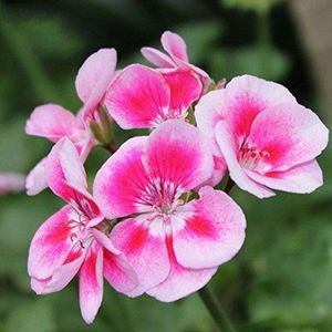 Seeds 20 seeds/packet Hanging bonsai geranium seeds for home seeds of the decoration of the Giaranio Garden black flower: Only Seeds