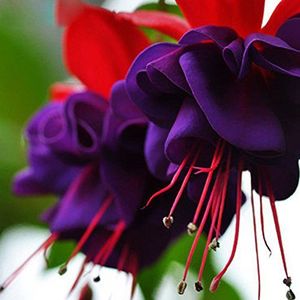 120PCS Purple Double Petals Fuchsia Seeds Potted Flower Seeds Potted Plants Hanging Fuchsia Flowers: Only seeds