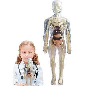Speelgoed Interactief menselijk lichaam | 3D Anatomie Pop Lichaamsorgel Model - Zacht menselijk lichaam, vanaf 4 jaar, speelgoed voor wetenschap en onderwijs, realistisch verwijderbaar Cypreason