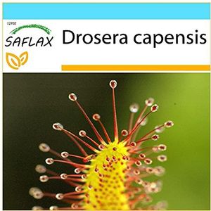SAFLAX - Cadeauset - Zonnedauw - 200 Zaden - Met geschenkdoos, kaart, etiket en potgrond - Drosera capensis