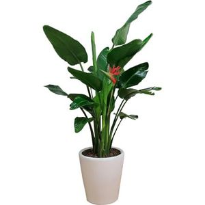 Strelitzia plantenzaden - 12 stuks paradijsvogel bonsai zaden exotische planten, Strelitzia reginae, kamerdecoratie kamerplanten echt, bodembedekkers buitenplanten