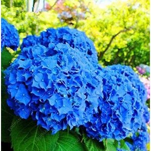 Seeds 20pcs/Pack Red Red Mixed Hydtenia Seeds of hydrangea plants Fiori Casa Bonsai viburnum seeds flowers for the garden of the Viola house: Only seeds