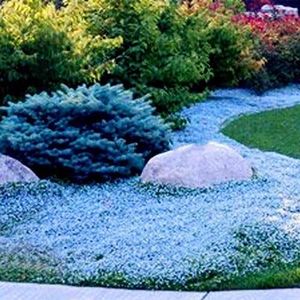Benoon Tuin Bloem Zaden 400Stks/zak Kruipend Tijm Zaden Hoog Opbrengst Gemakkelijk te Groeien Meerjarige Bonsai Zaden voor Gazon - Lichtblauw