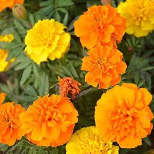 SANWOOD Plant Seeds, 100Pcs Plant Seeds Quick Germination Tagetes Patula Marigolds Floral Seeds for Parks