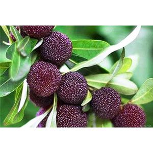 New 10pcs Bayberry Fruit Seeds bordeaux