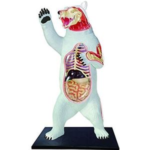 Animal Anatomie Model,Anatomisch Bear Organ Skelet Model,Plastic Materiaal Bear Structuurmodel,Voor Medische Educatieve Training Hulp,Assemblage Speelgoed