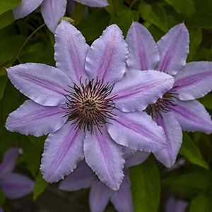 Clematis Hybrid - Clematis Hybrida Flower Seeds, 10 Seeds Home Garden Seeds ing by Heavy Torch, Nelly Moser: Only seeds