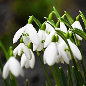 Saterkali Sneeuwklokje Galanthus Zaden, 300 Stks/zak Sneeuwklokje Galanthus Zaden Prachtige Bladverliezende Snelgroeiende Landscaping Bloemzaden voor Balkon Sneeuwklokje Galanthus Zaden