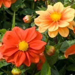 Seeds 25 Dahlia seeds Orange Orange Seeds Dahlia Flower Seeds: Only seeds