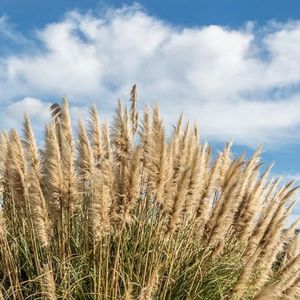 150 stuks pampasgraszaden winterhard, buitenplanten, exotische planten winterhard (Cortaderia selloana) geschenktuin, zadenbalkon bijenweide, potplanten voor buiten Plant zaden binnenshuis,