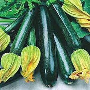 40 semi - Dark Green Zucchini Heirloom di verdure