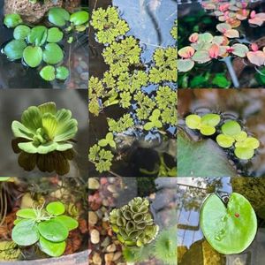 800 stuks koop krooszaden (Lemna minor), exotische plantenzaden, zaden kamerplanten aquariumplanten, terrariumplanten bodembedekkers, tuincadeaus aquaria, drijfplanten