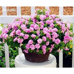 Seeds 50 pc petunia hybrida seed of flower in pots balcony drag with seeds colored flowers hanging petunia seeds for the home of 8: Only seeds