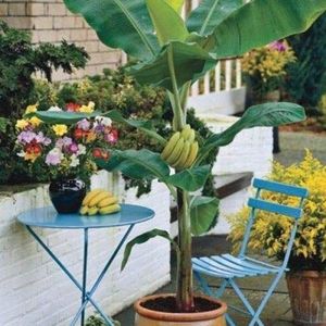 Portal Cool 100 Seeds: Tropical * * Dwarf Banana Edible Plant Seeds (Musa acuminata) 200 + Pack:Seeds only