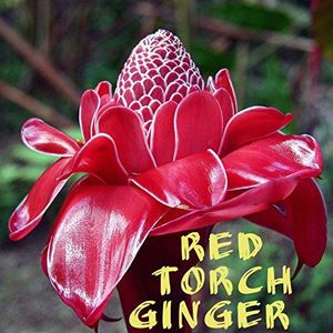 Etlingera di spectaular ~ RED Torch ginger ~ Collector elatior freschi 25 semi