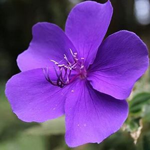 Haloppe 30 stks Tibouchina Urvilleana Bloemen Planten Zaden voor Thuis Tuin Planten, Tibouchina Urvilleana Zaden Bonsai Plantenzaden voor Balkon Zaad