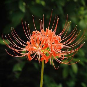 4 stuks bollen van spinlelie kruidentuin bloembollen winterhard, Lycoris Radiata, winterharde potplanten tuin bloemen plant potplant cadeaus voor ouderen bloem ijsplant winterhard