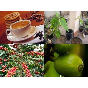 Coffea Robuuste, exotische koffieplant! De meest opbrengstrijke soorten ter wereld!