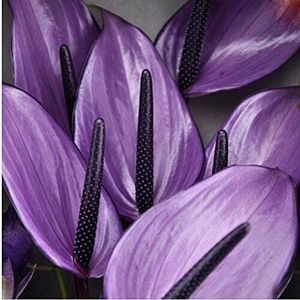 Seeds 120 pc rare flower anthurium seed seed balcony Seedsin anthurium flower flowers for domestic garden of 5: Only seeds