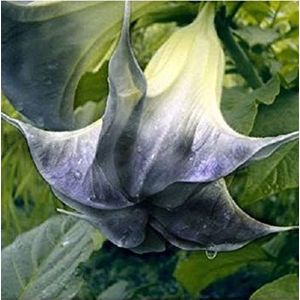 VISTARIC 10 semi/pacchetto semi White Hydrangea fiore, colore puro, duraturo, festa di nozze fiore pianta casa fai da te & giardino
