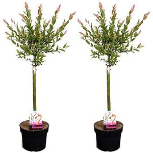 Plant in a Box - Salix integra Flamingo - Set van 2 - Tuinplant - Bonte wilg - Winterhard - Pot 17cm - Hoogte 60-80cm