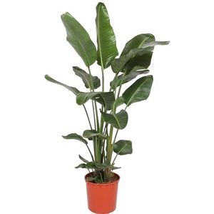 Trendyplants - Strelitzia Nicolai - Paradijsvogelbloem - Kamerplant - Hoogte 160-180 cm - Potmaat Ø27cm