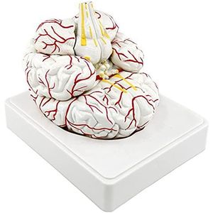 Menselijk Hersenmodel: Levensgrootte Medische Hersenmodel: Realistische Weergave Van De Hersenatomie, Hulpmiddelen Van De Wetenschapsdemonstratie