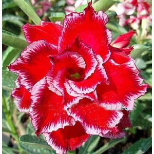 20 semi freschi Adenium Obesum Desert Rose Rare www DOUBLE-santa-CLAUSOLA us-