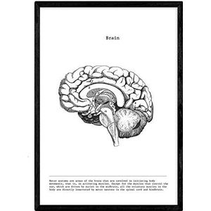 Nacic-posters van zwart-witte anatomie met afbeeldingen van het menselijk lichaam. Messen op biologie en medicijnen met details van ""laterale hersenen"". A3-formaat. Met Marco.