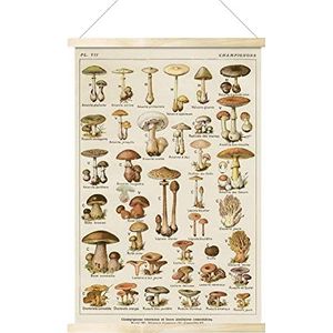 Botanical Wall Art Mushroom - Vintage Mushroom Posters, Plant Wall Decor, for Children's Room, Living Room, Nursery, Study Room, 40x60cm/16x24 Inches Adawd