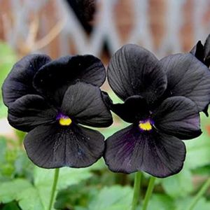Haloppe 100 stks zwarte viooltje bloemen planten zaden voor thuis tuin planten, zwarte viooltje bloemzaden geur bloemzaden voor tuin Zwart