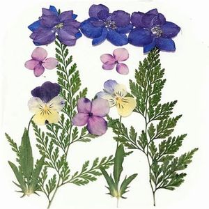 12pcs/24pcs geperst gedroogde altviool Tricolor L. viooltje bloem planten herbarium voor sieraden ansichtkaart bladwijzer telefoon geval maken DIY-12pcs-24pcs