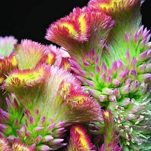 SwansGreen Purple : 100 PCS/bag Colorful Pteris Cockscomb Seeds home Potted Plant seeds DIY Bonsai seedseed gift Very Easy Plant seed Semillas De Flores Sale