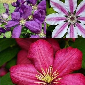 3 x Clematis Klimplantenmix (3 planten): 3 kopen/2 betalen - bloemen: blauw (Jackmanii), roze/wit (Nelly Moser) & rood (Ville de Lyon) | Meerjarig & winterhard | 3 x potten van 1,5 liter