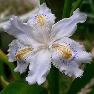 2016 Japanese Iris Japonica Flowers Seeds 100PCS White Iris Orchid seeds Japanese Rare Flower Easy to plant.Garden Home Bonsai: Only seeds