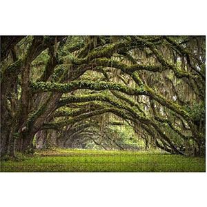 Jigsaw Puzzel 1000 Stuks Oaks Avenue Charleston SC Plantatie Live Oak Bomen Landschap Kinderpuzzel Educatieve Puzzel Voor Kinderen Uniek Design Houten Puzzel Speelgoed