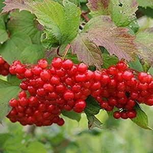 30 Semi di Alta Bush Cranberry/Viburnum Trilobum: Only Seeds