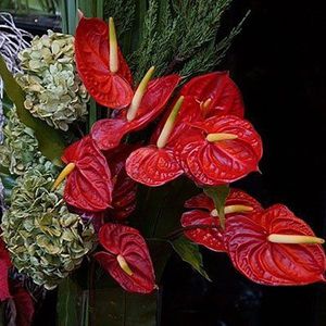 Anthurium Andraeanum Seeds Indoor Potted Flowers Red Anthurium Plant Seeds 100 particles/bag: Only seeds