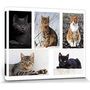1art1 Katten Poster Kunstdruk Op Canvas Cute Kitty Cats, Collage Muurschildering Print XXL Op Brancard | Afbeelding Affiche 50x40 cm