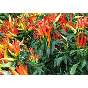 Ornamental Seeds: Ornamental Chilli Red, Orange, Yellow, Purple, Lavender, and White Mixed Op Seed Packet Garden [Home Garden Seeds Eco Pac: Only seeds